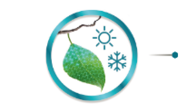 aumento da tolerância da planta à seca e a baixas temperaturas