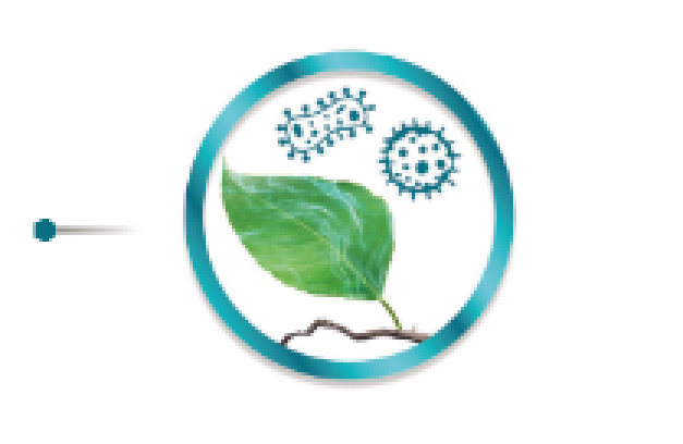 menor suscetibilidade das plantas à penetração de patógenos 